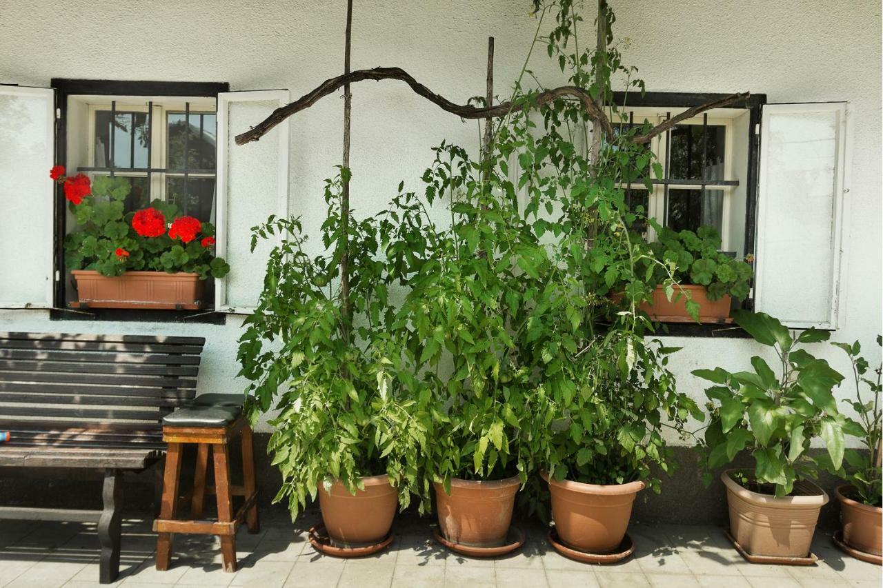 House, Garden And A Green Cat Bled Esterno foto
